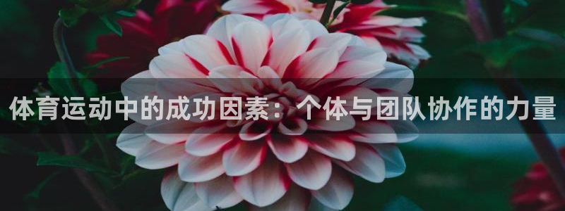 vsport体育在线官网：体育运动中的成功因素：个体与团队协作的力量